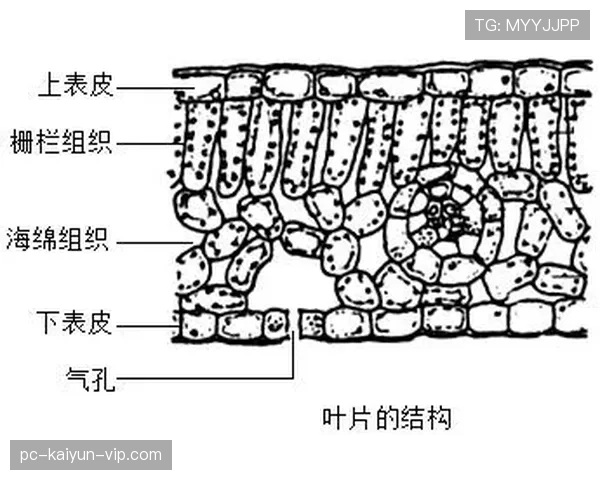 圆柱体原则如何界定防守中的合法空间？
